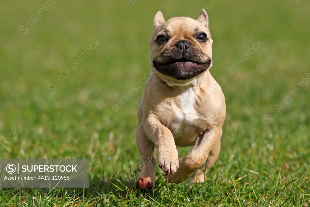 French Bulldog running on grass GB