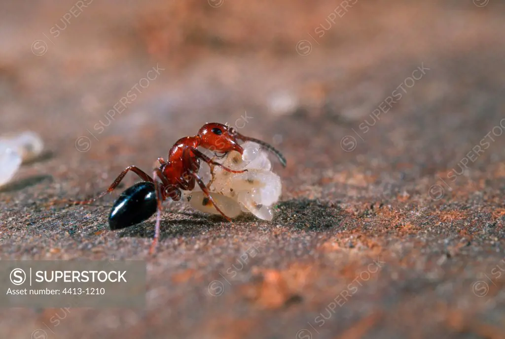 Ant carrying larvae and pupae