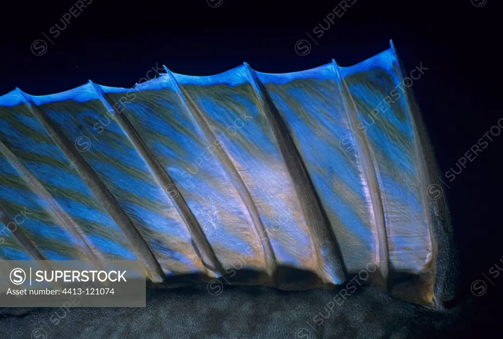 Close up of a Bluespine Unicornfish fin Egypt