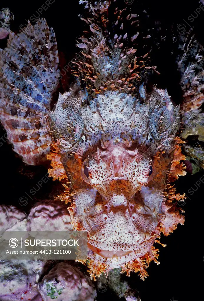 Camouflaged Tassled Scorpionfish in the Red sea Egypt