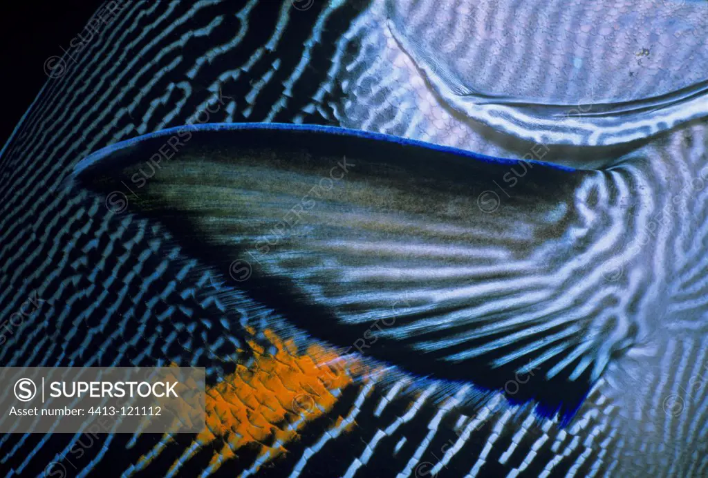 Close up of a Pectoral fin of a Sohal Surgeonfish Egypt