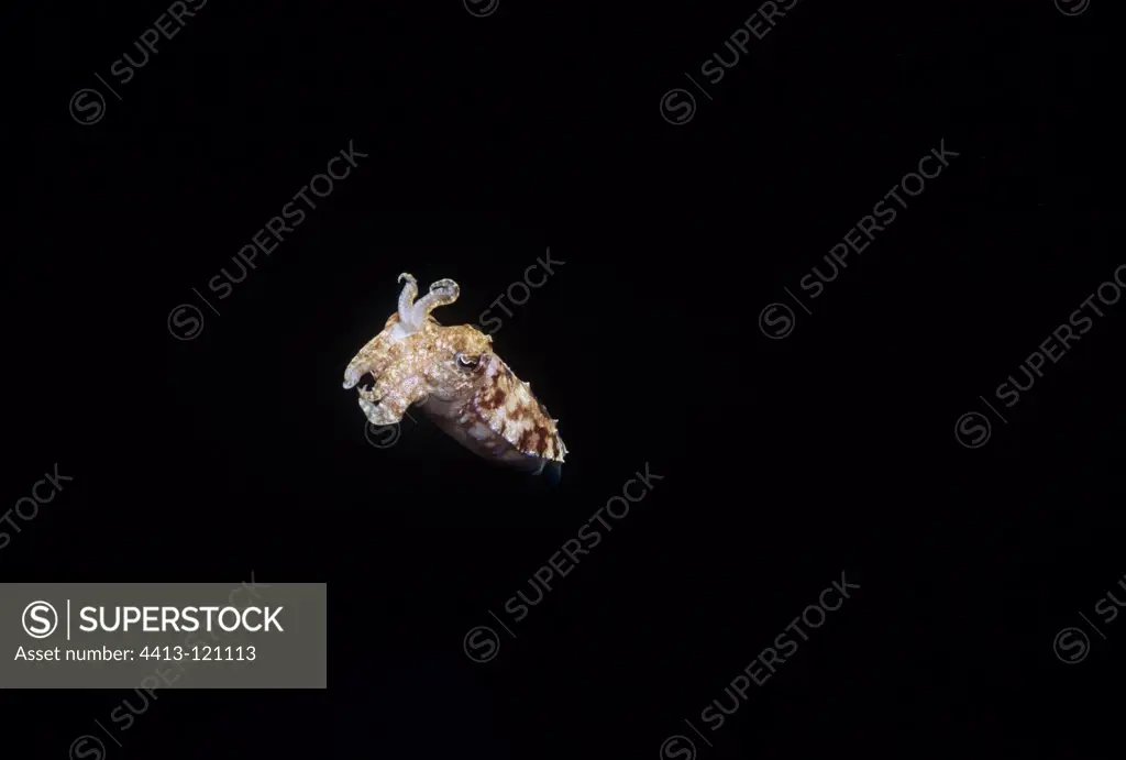 Cuttlefish at night on Coral Reef in the Red Sea Egypt
