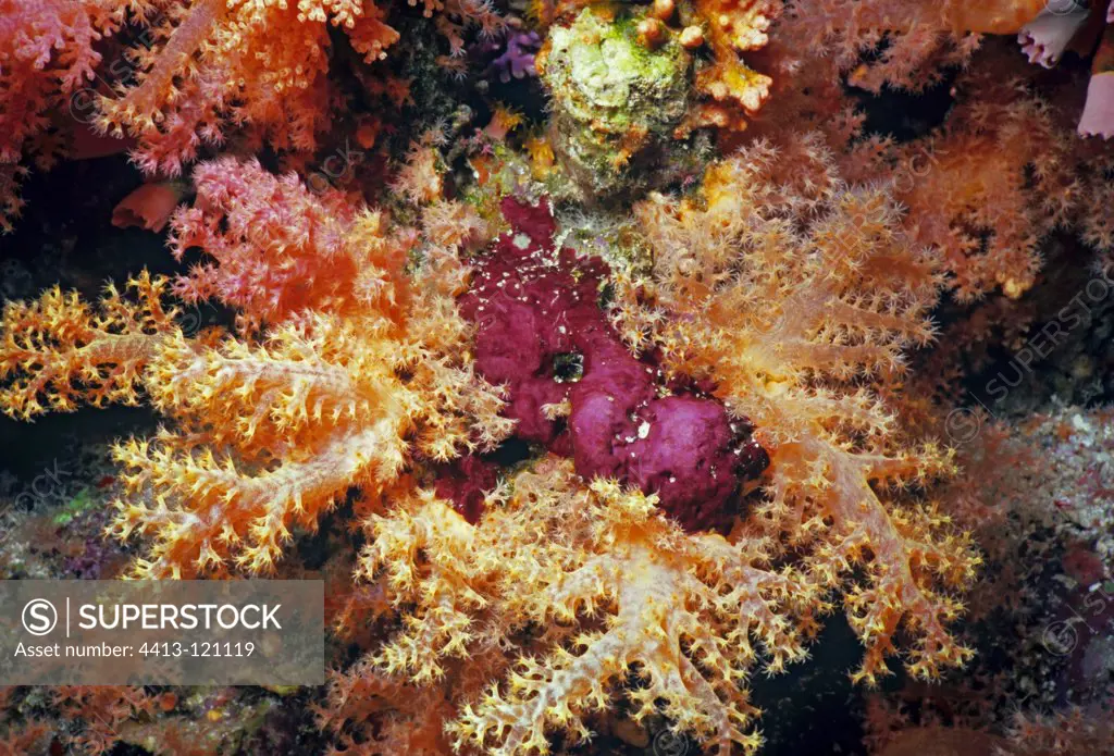 Prickly Alcyonarian Coral Red Sea Egypt