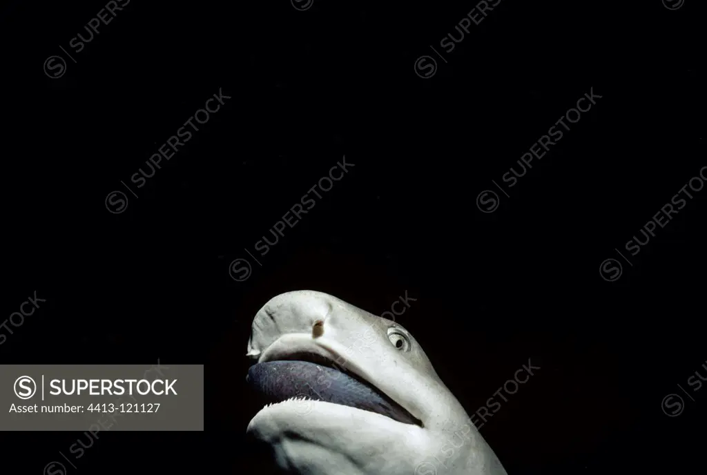 Whitetip Reef Shark eating Surgeonfish at night Cocos Island