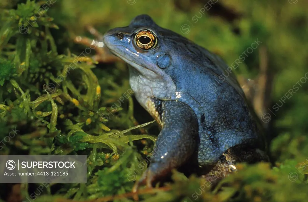 Moor frog breeding male in moss Germany