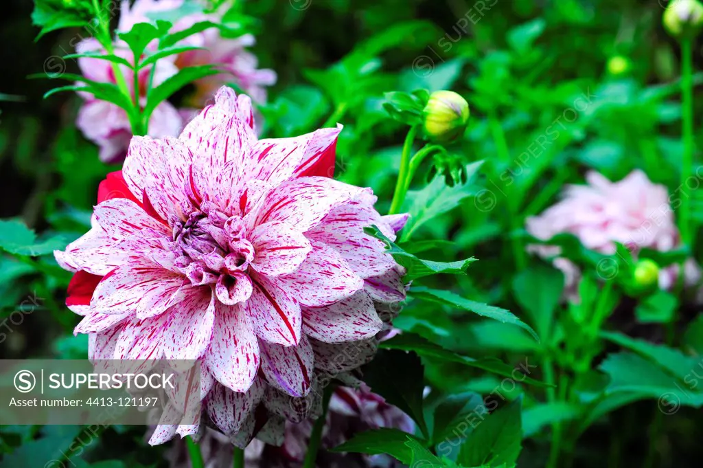 Dahlia 'Prince Viliant' in bloom in a garden