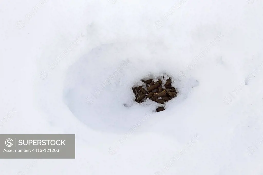 Dropings of Ptarmigan in the snow spring Scotland GB