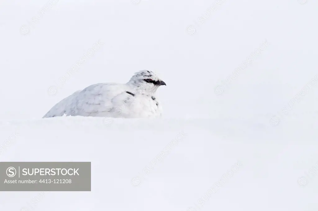 Male Ptarmigan lying in the snow spring Scotland GB