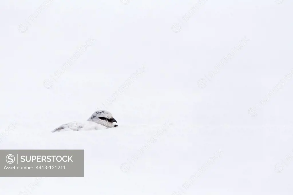 Male Ptarmigan lying in the snow spring Scotland GB