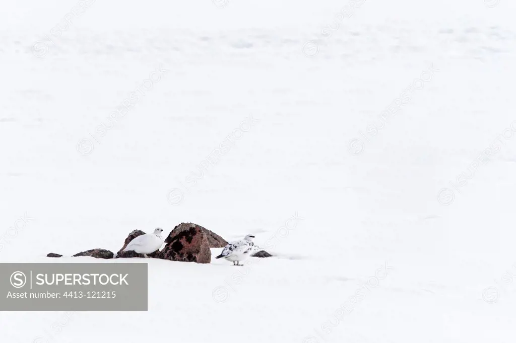 Group of Ptarmigans standing in the snow spring Scotland GB