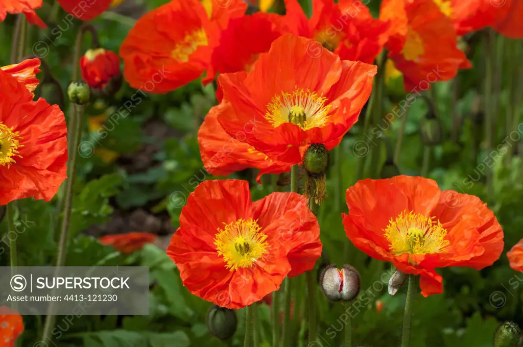 Iceland poppies 'Champagne Orange' in bloom in a garden