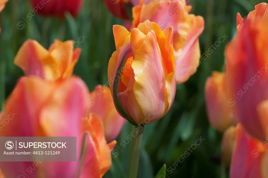 Triumph tulips 'Prarie Fire' in bloom in a garden