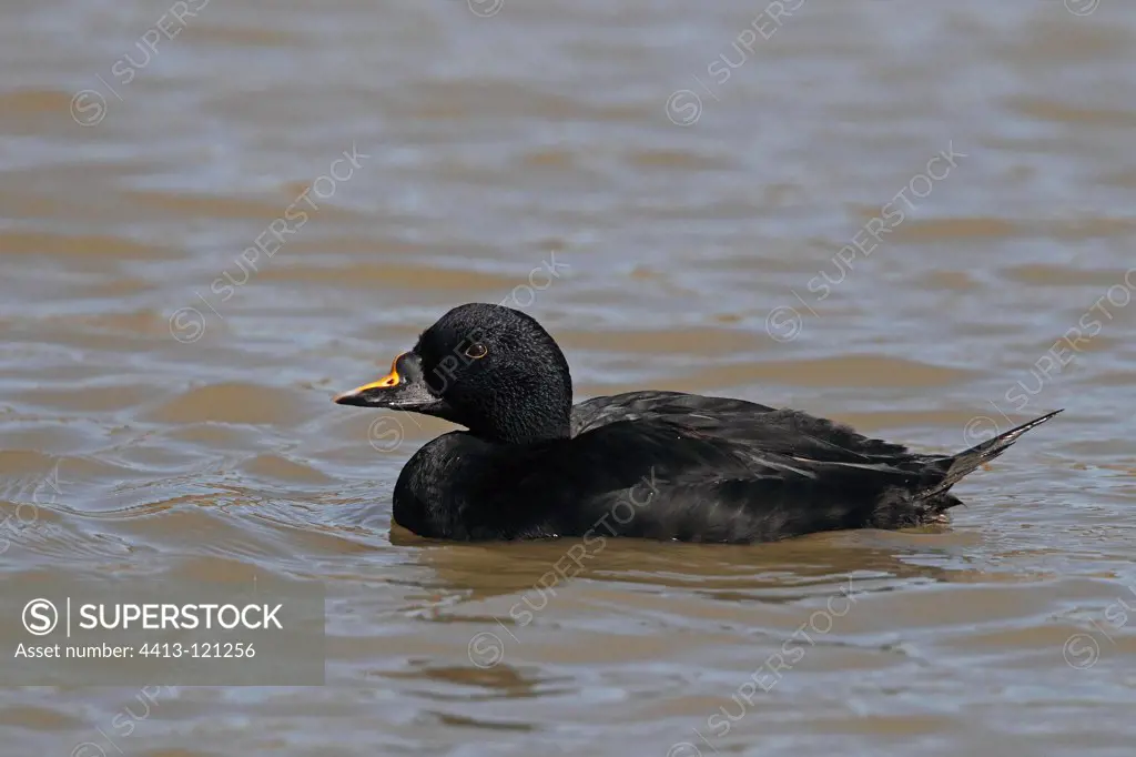 Male Black scoter swimming
