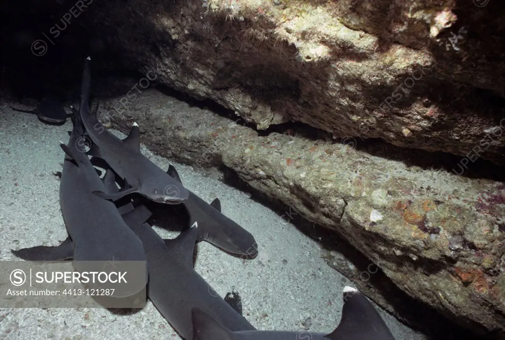 Whitetip Reef Sharks resting in coral cave Cocos Island
