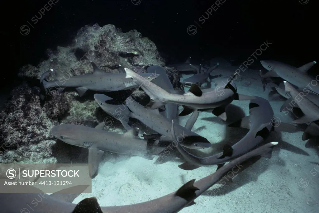 Whitetip Reef Shark shunt Surgeonfish in coral Cocos Island