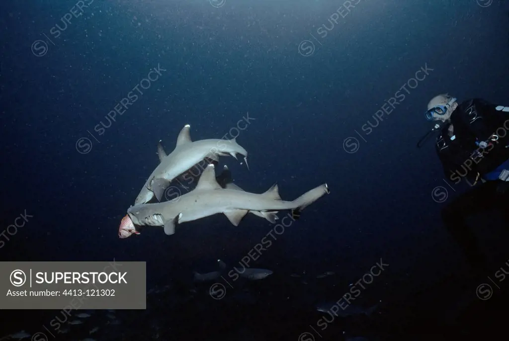 Diver observes Whitetip Reef Sharks attacking Soldierfish