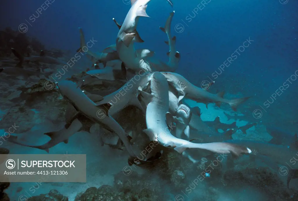 Whitetip Reef Sharks hunt for reef fish Cocos Island