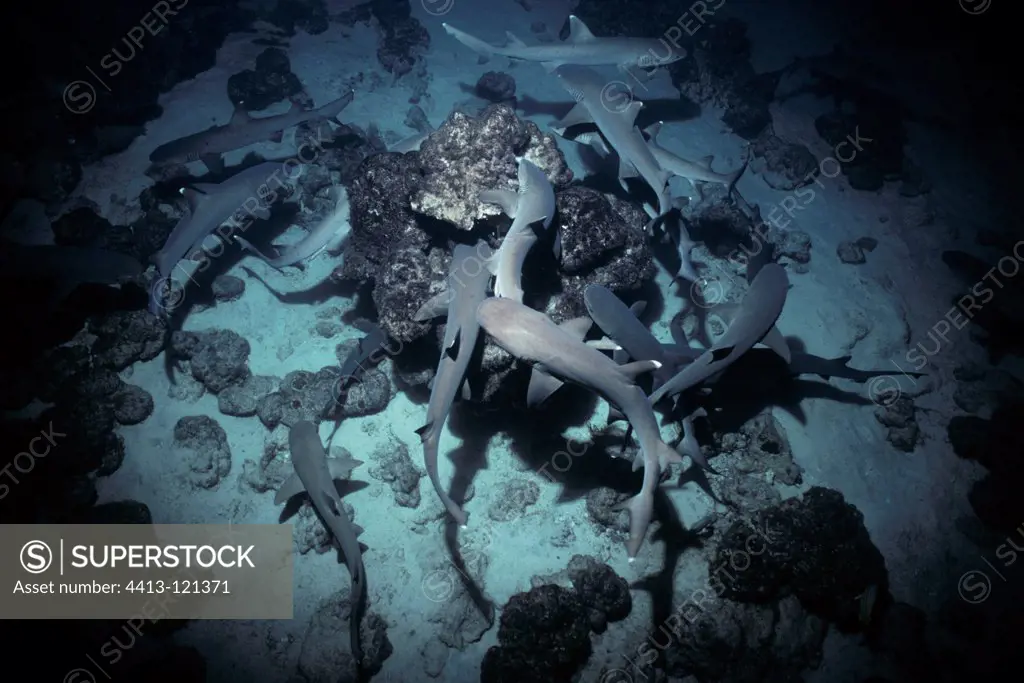 Whitetip Reef Sharks hunt Surgeonfish in coral at night