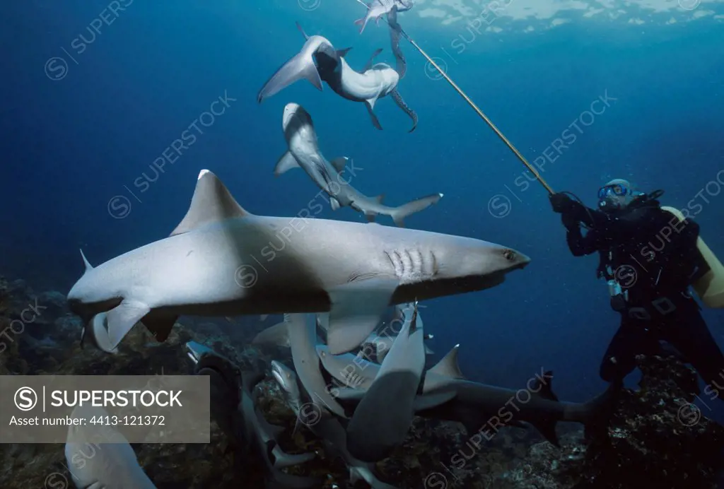 Diver feeding Whitetip Reef Shark with fishes Cocos Island