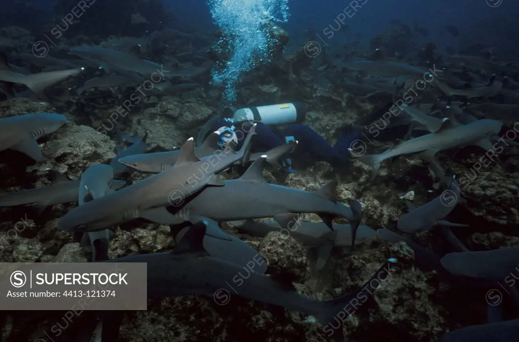 Diver observing Whitetip Reef Sharks hunting Surgeonfish
