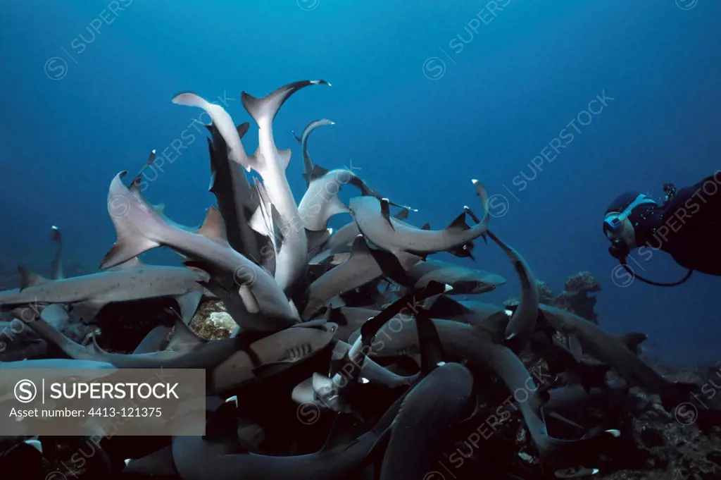 Diver observing Whitetip Reef Sharks hunting Surgeonfish