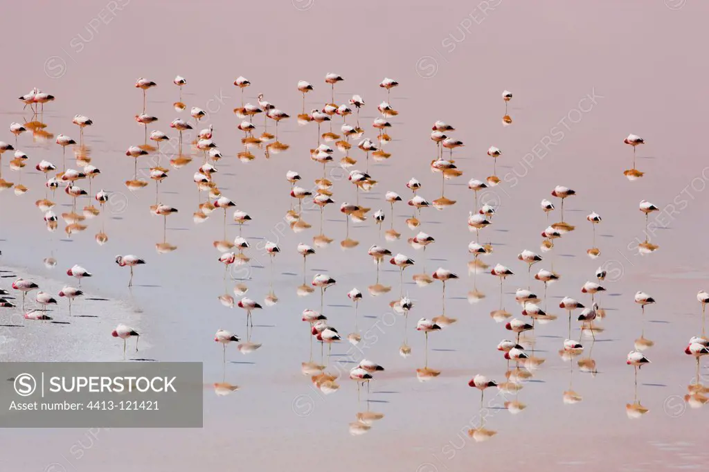 James's flamingo in Laguna Colorada Bolivia