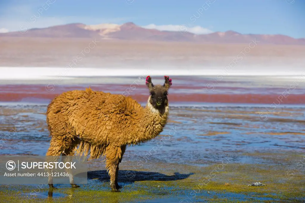 Llama at Laguna Colorada on the Altiplano Bolivia