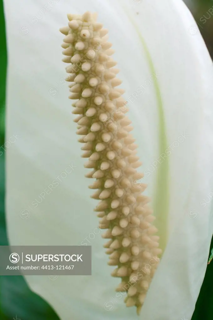 Spathiphyllum's inflorescence in a garden