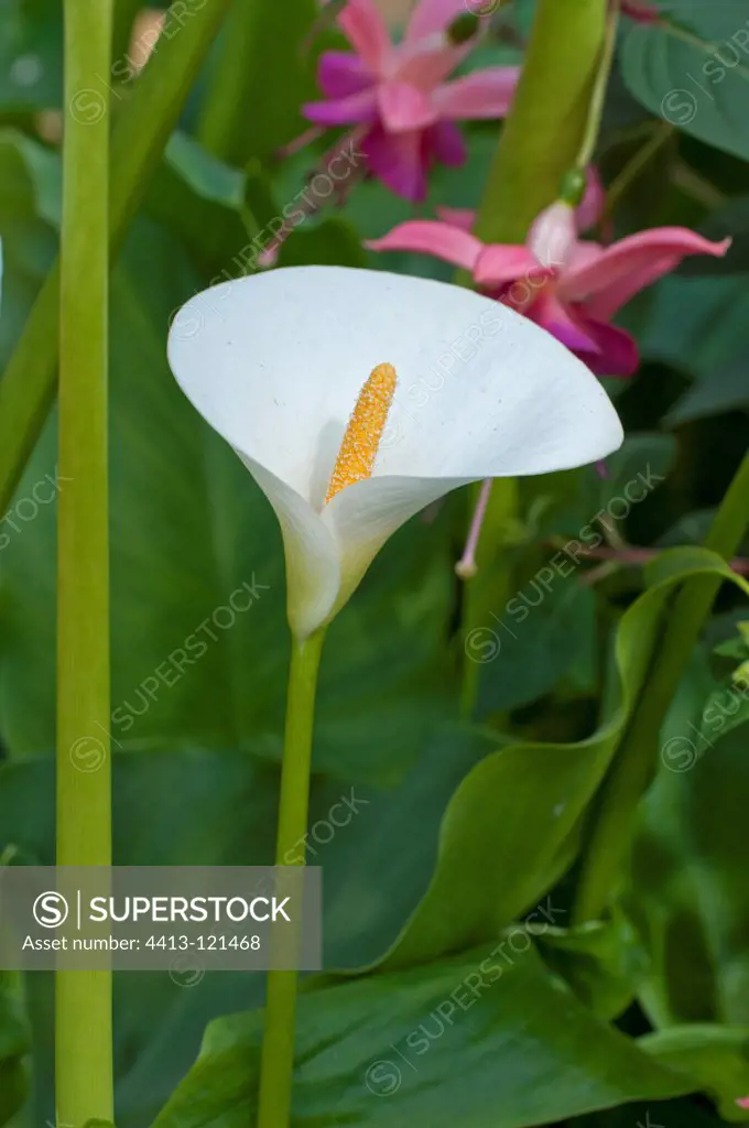 Arum lily in bloom in a garden