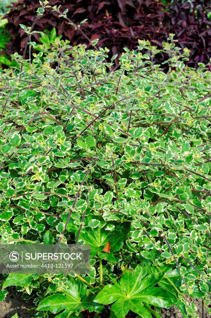Plectranthus 'Variegated mintleaf' in a garden