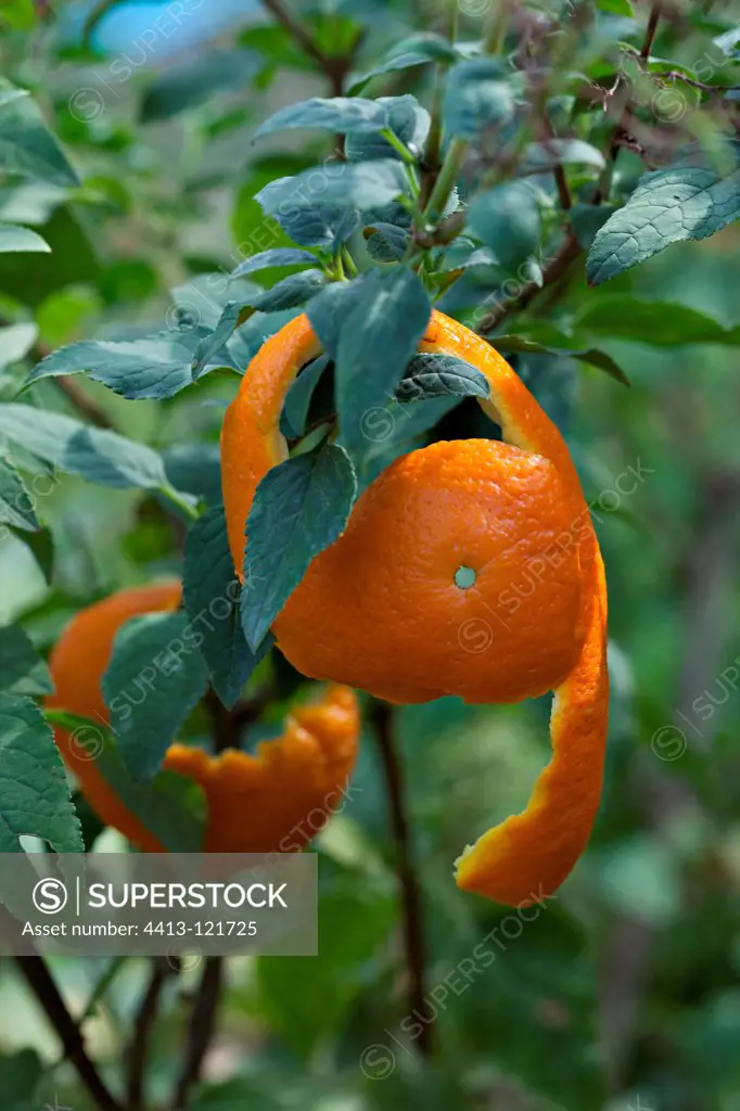 Orange skin used as a repellant on a fruit tree in a garden