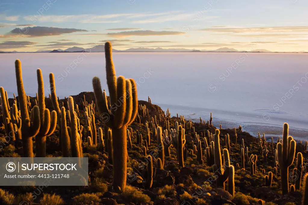 Rare cactus on Incahuasci at Salar de Uyuni Bolivia
