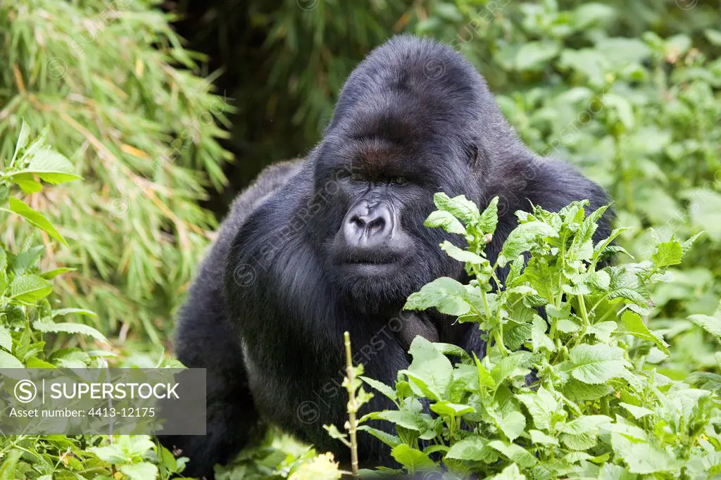 Mountain Gorilla Volcanos National park Rwanda