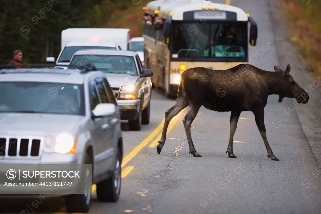 Cow moose crossing road in between tourist vehicles Alaska