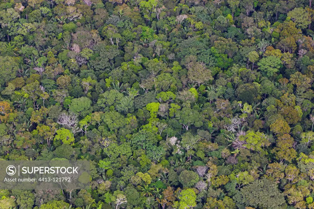 Aerial view of pristine Amazonian rain forest Bolivia