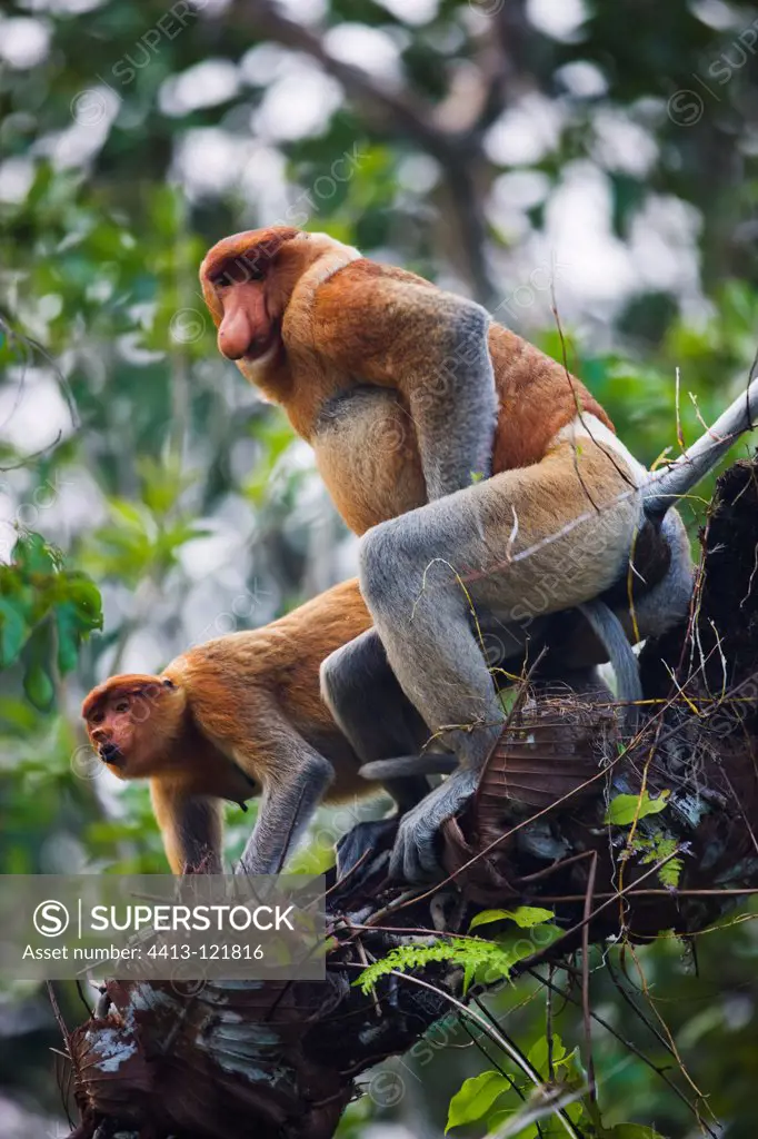 Proboscis monkeys mating Tanjung Puting NP Borneo