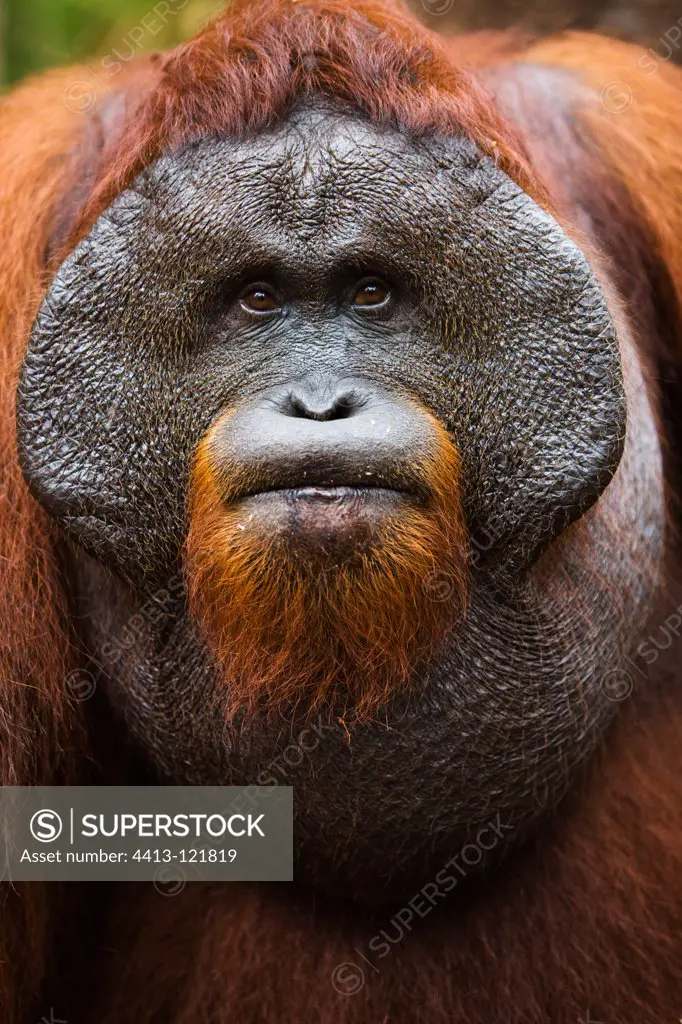 Portrait of dominant male orangutan Tanjung Puting NP Borneo