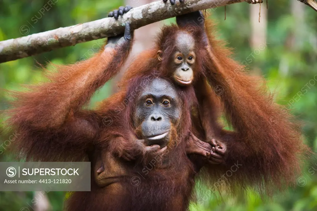 Baby orangutan on mother's back Tanjung Puting NP Borneo