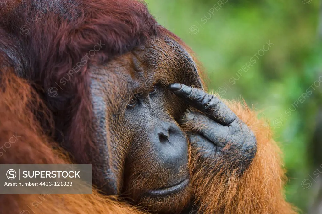 Dominant male orangutan in the Tanjung Puting NP Borneo