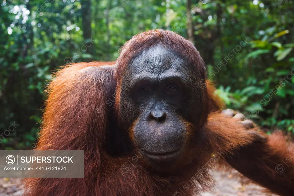 Portrait of a male orangutan in the Tanjung Puting NP Borneo