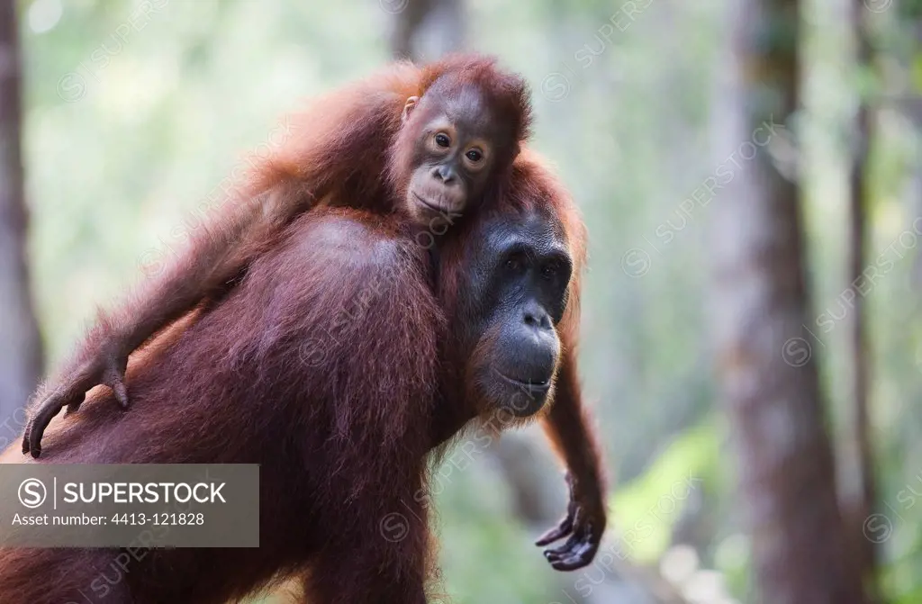 Female orangutan carrying baby on her back Borneo