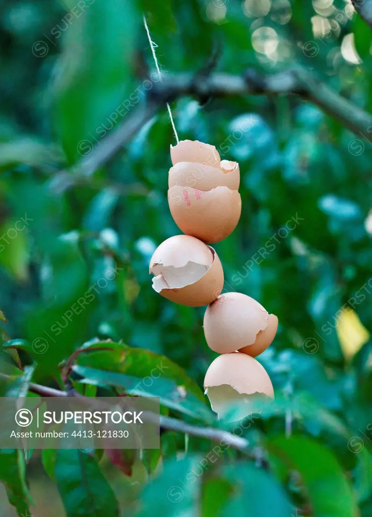 Egg shells hanging on a fruit tree in a garden