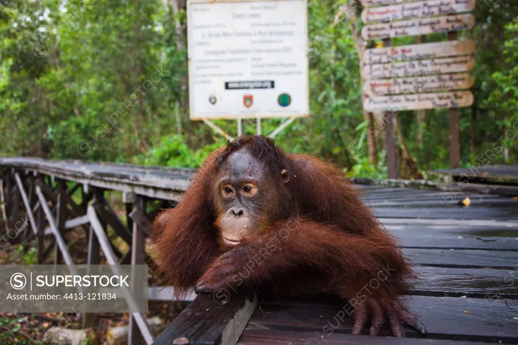 Sub adult male orangutan lying on board walk Borneo