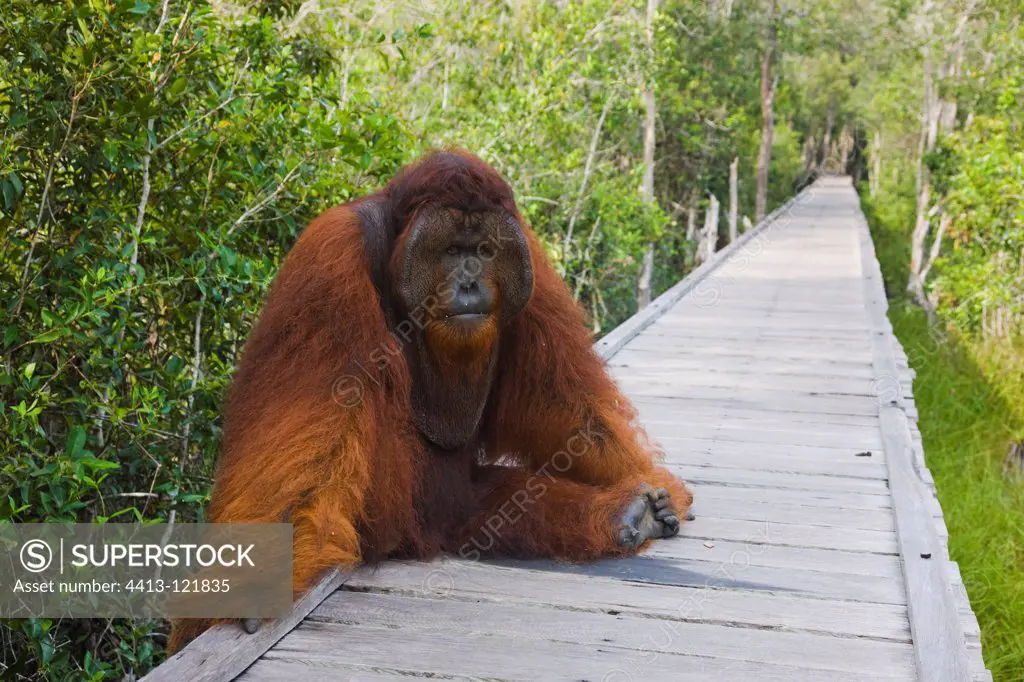 Dominant male orangutan on board walk Borneo