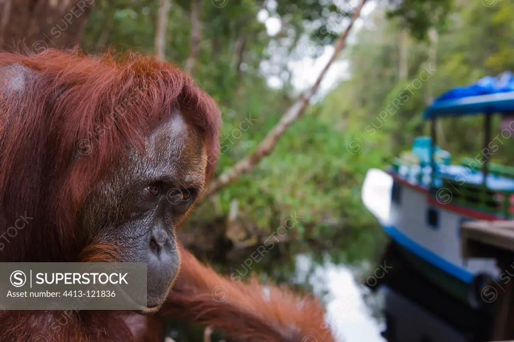 Female orangutan looking at house boat Borneo