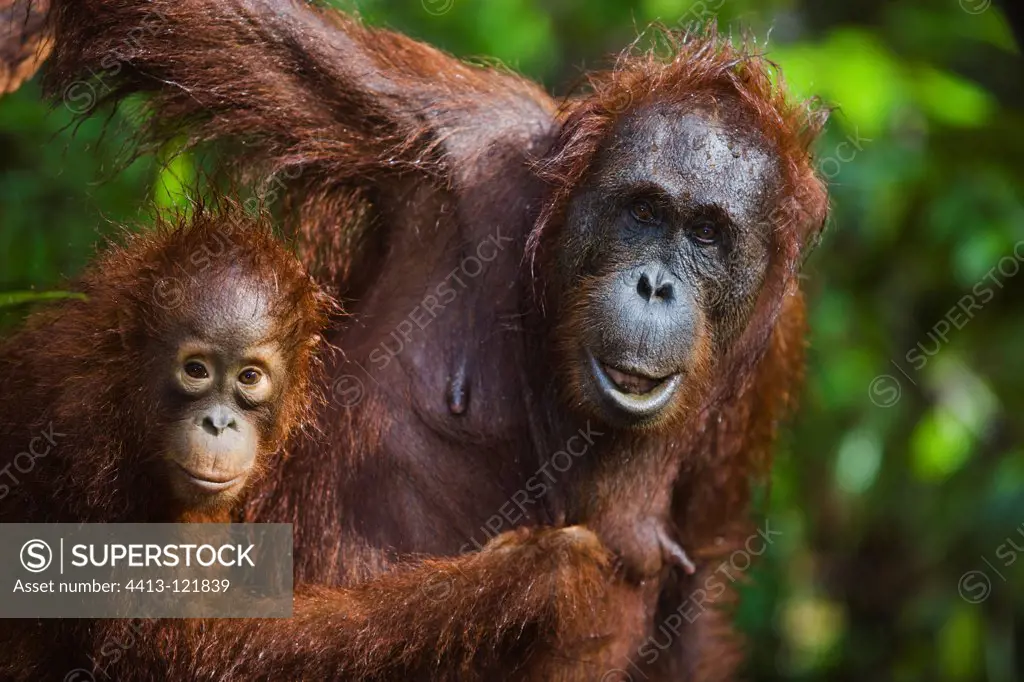 Orangutan mother with baby Tanjung Puting NP Borneo