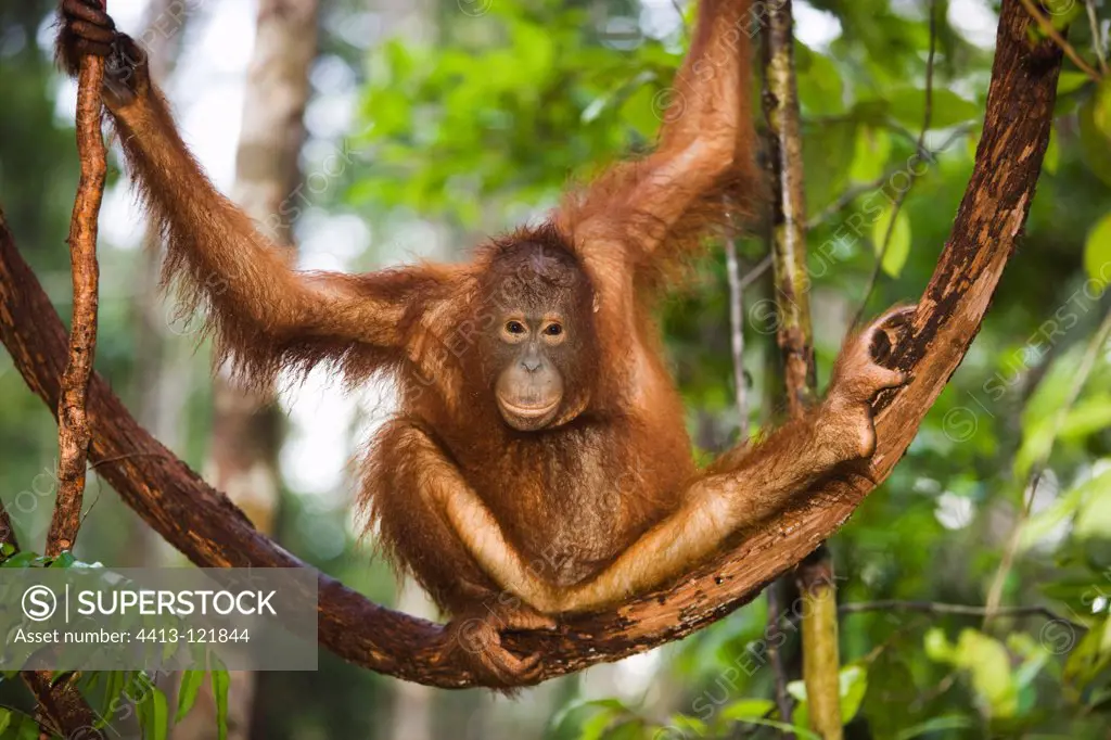 Young orangutan climbing in tree Tanjung Puting NP Borneo