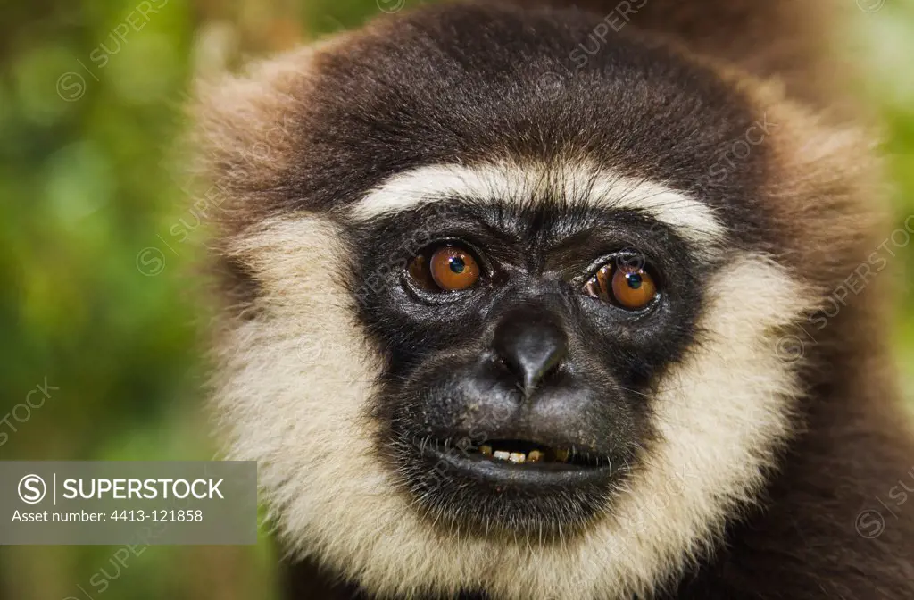 Portrait of an Agile gibbon in the Tanjung Puting NP Borneo