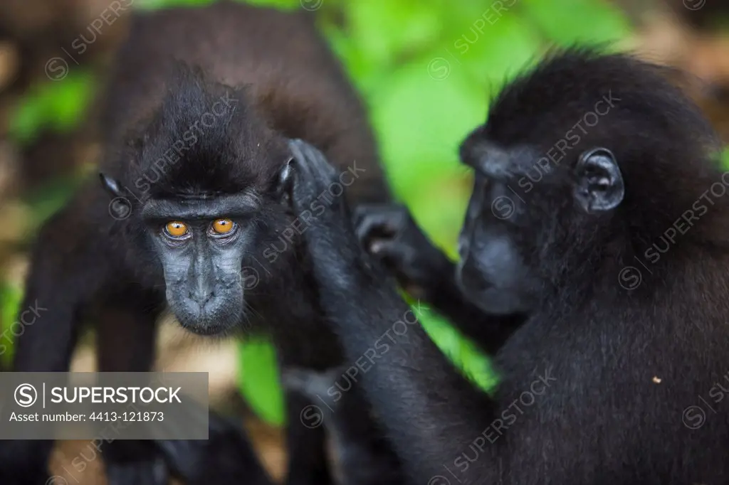 Crested black macaques delousing Sulawesi