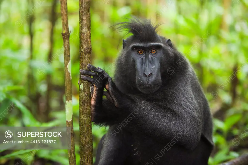 Male crested black macaque in secondary rain forest Sulawesi